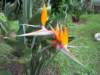 Strelitzia or Bird of Paradise